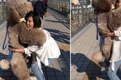 原创巨犬泰迪对女主人撒娇求抱抱女主人上辈子欠这条狗子的