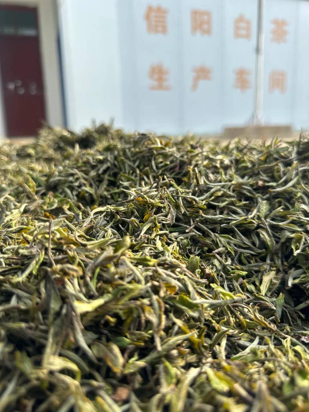 白茶"始祖 "浉河小白茶|带你感受高山荒野信阳白茶的"野"_茶树_香气_