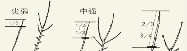 原创冬季修剪正当时剪出树木好精神