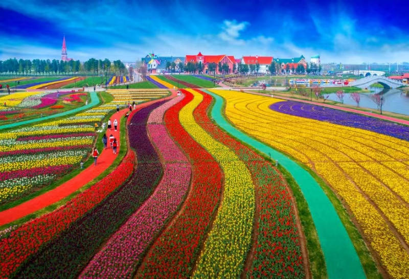 江苏连云港灌云县20万株郁金香盛开伊园春光撩人心醉