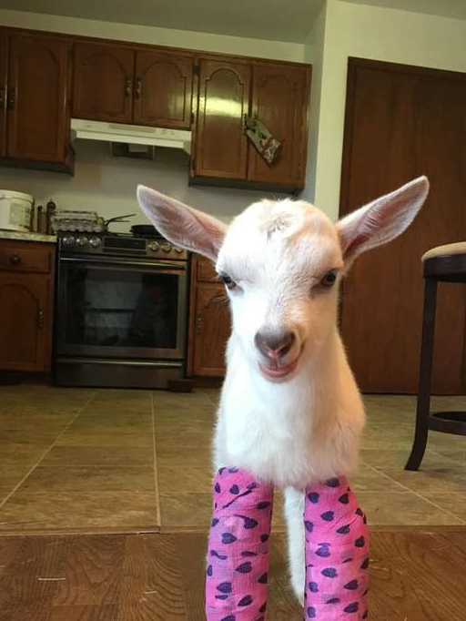 原创暖心狗狗抱着残疾小羊睡觉不要掉到地上哦