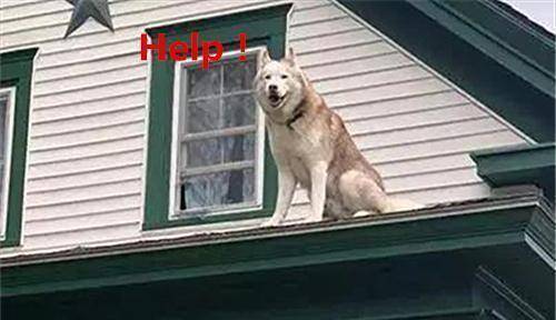 原创二哈拆家玩嗨了一不留神被困房顶主人见状立马掏出了手机