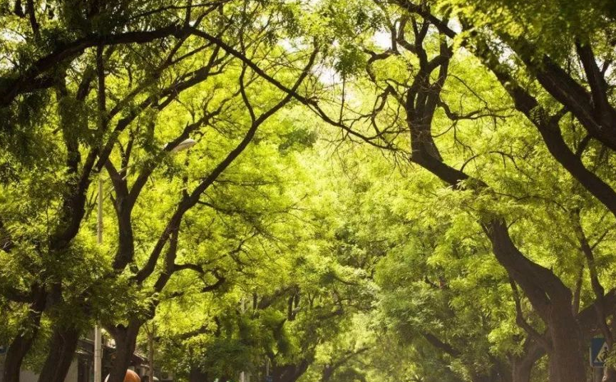 北池子大街,北长街这两条街是红区,治安很好,而且两边的树木很多,不用