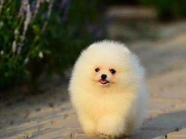 原创主人在路边捡到一只灰色博美外型长得太奇特网友快进精灵球