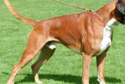 原创世界犬种介绍之德国拳师犬