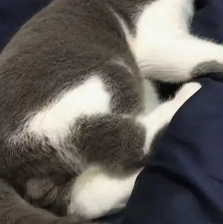 猫咪被捏蛋蛋之后的反应真的搞笑死了