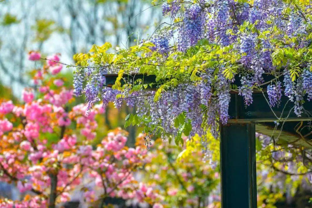 苏州这些地方可以赏紫藤花→_公园_景区_紫色