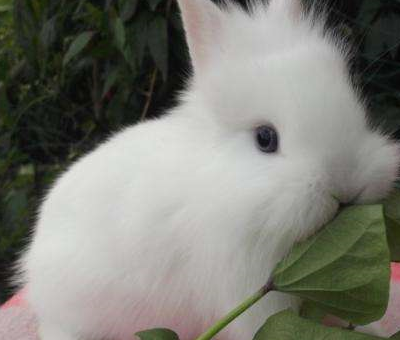 可爱的五种兔,猫猫兔只要十块钱,第一竟头上有"翅膀"_top_垂耳兔_毛发