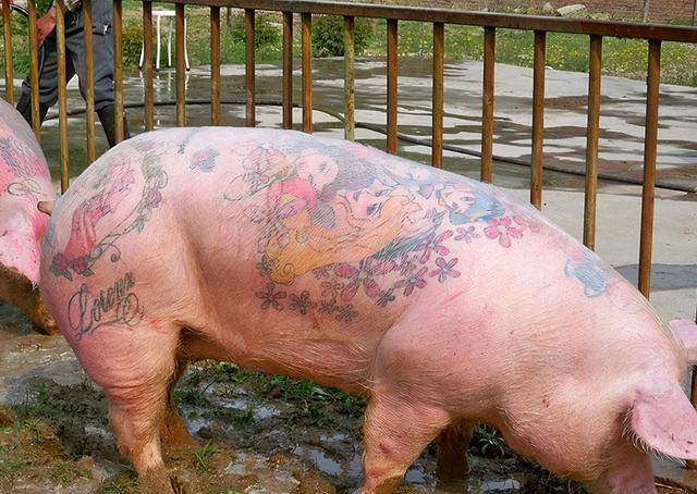 艺术家给活猪纹身被香奈儿买走后做成2个限量款手袋赚了50万