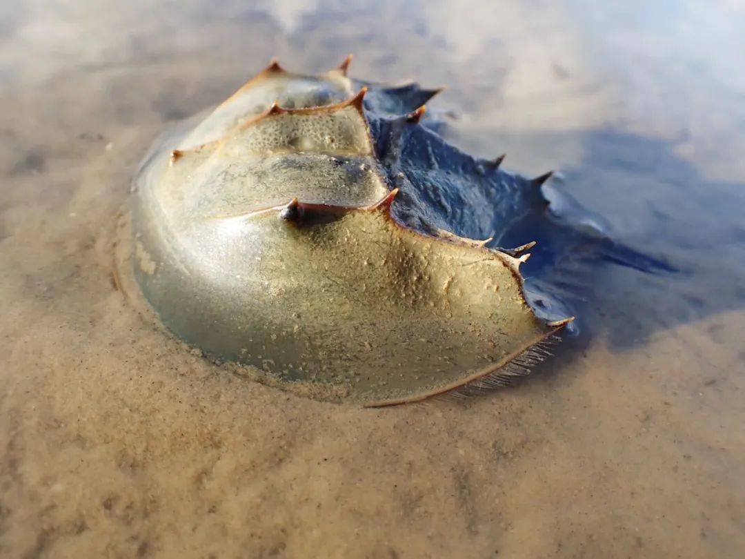 一只鲎要从拇指大小,长成60厘米左右的长度,至少需要15年的时间,期间