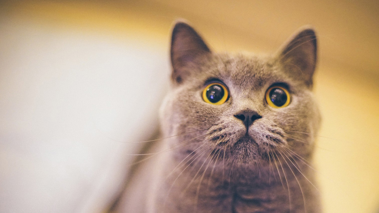 然而,宠物则不同,人们饲养宠物是因为它们十分可爱,能够给我们带来