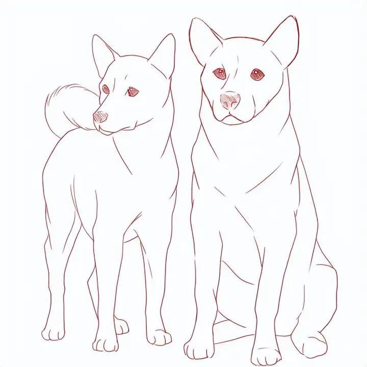 【漫动教育】新手如何画好动物?教你通过比例捕捉动物特征!