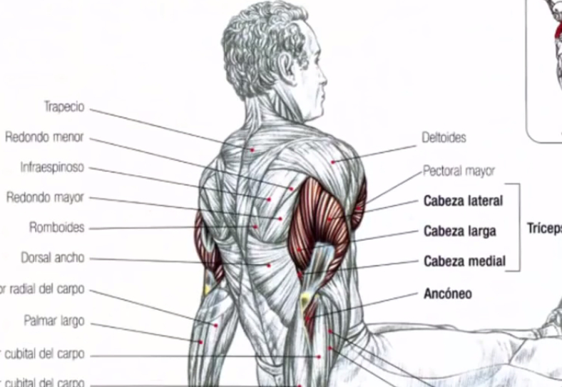 原创练炸你的三头肌4个动作让你直臂臂围突破40厘米
