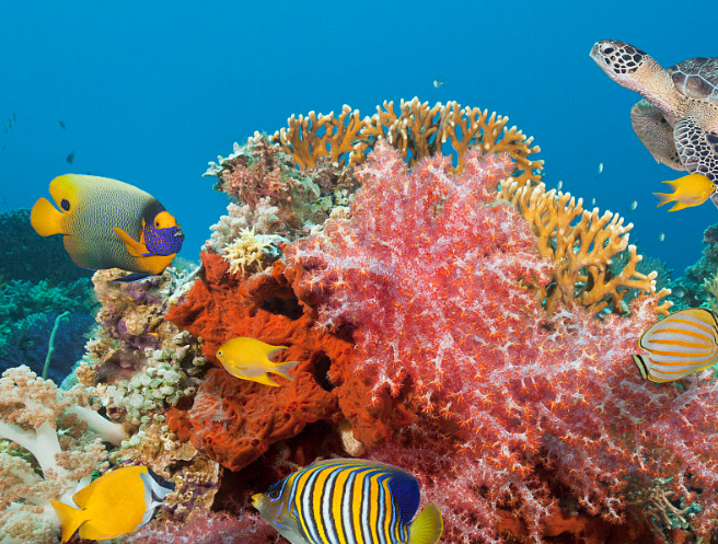 如何为我们的鱼养殖和保护珊瑚礁