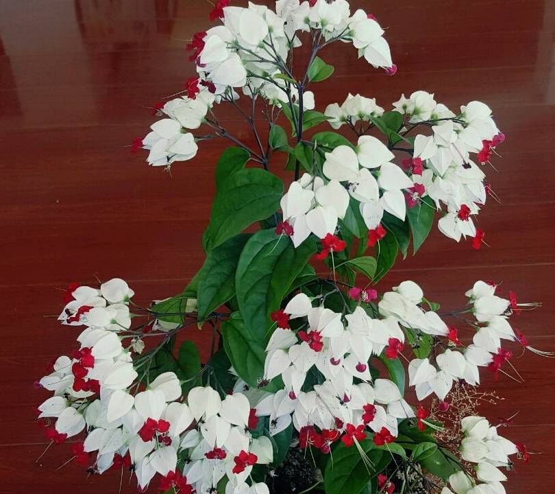 原创最值得入手的木本花卉漂亮又好养家里盆栽一株四季有花赏