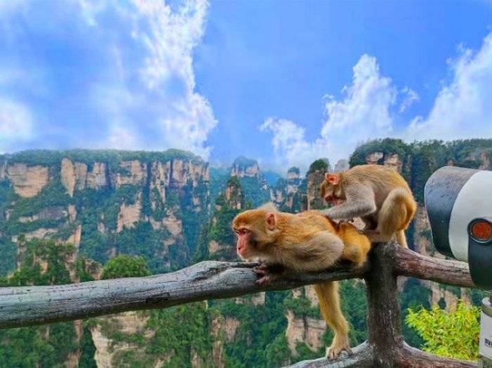 张家界天门山凤凰古城老年团五日游攻略张家界旅游跟老年团大概多少钱