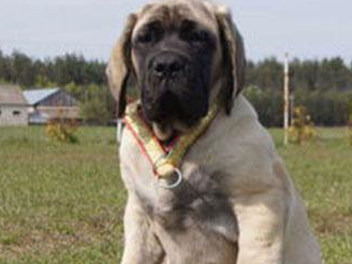 曾经的马士提夫犬可是具有很强的攻击性的,又加上体型巨大,真要发起怒