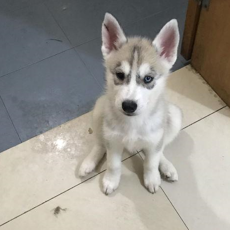 "拆家不成反卡头",拆家二哈被主人发现竟卡着头了,表情却笑翻_哈士奇