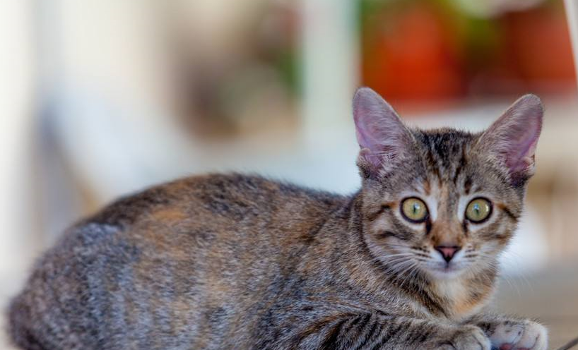 2000以下适合家养的宠物猫有哪些?
