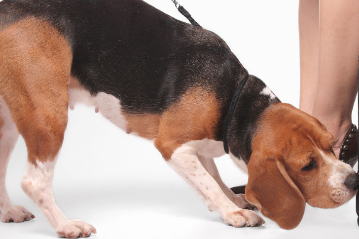 狗狗健康狗可以嗅出癌症为早期癌症检测做出贡献