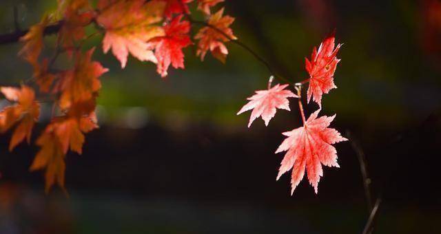 格局高的人往往都是不动声色的