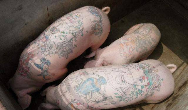 这是艺术老外在北京养猪给活猪纹身长大后剥皮卖100万一张