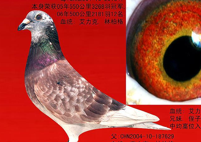 如何正确使用红色羽毛鸽_比赛_颜色_鸽子