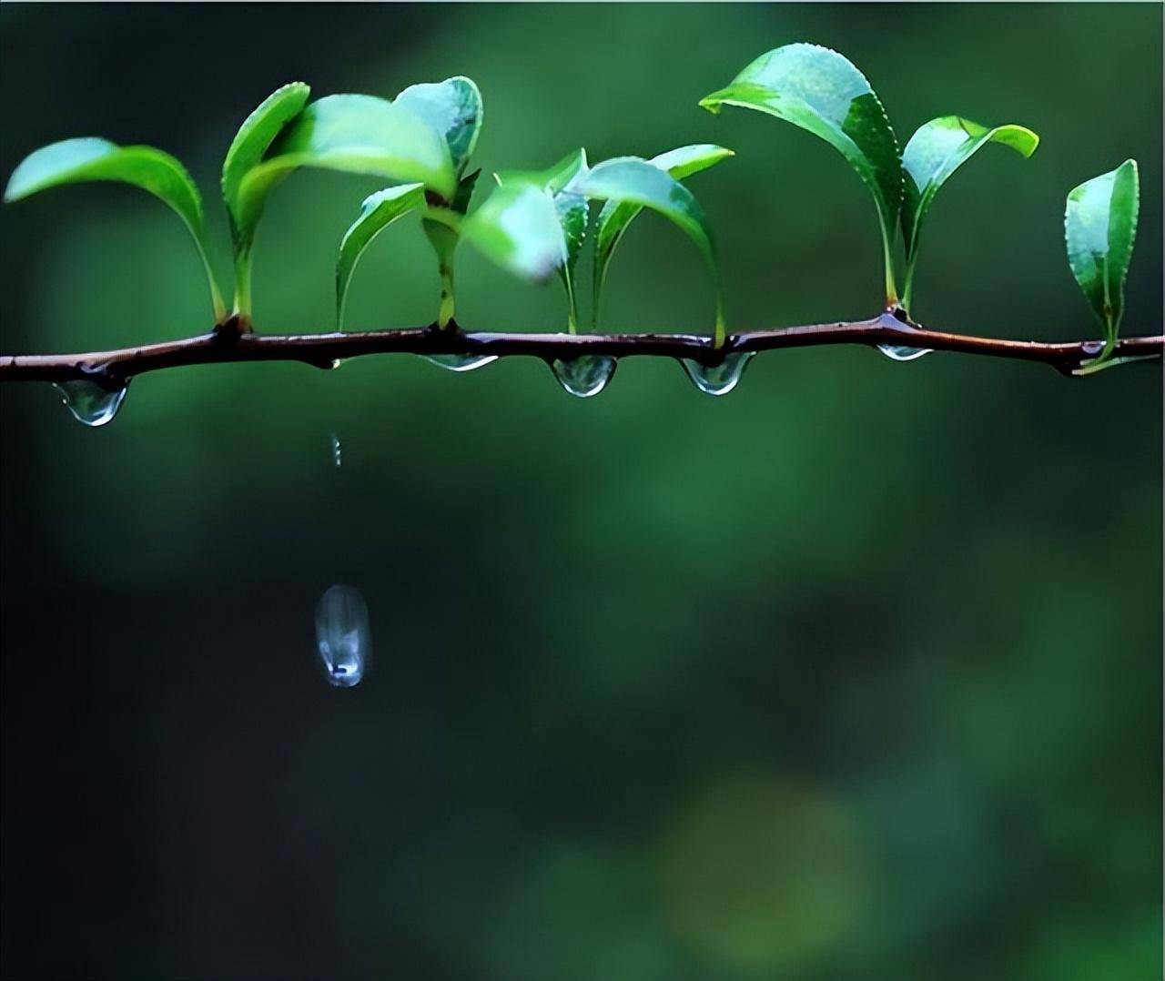 春雨图片大全唯美图片