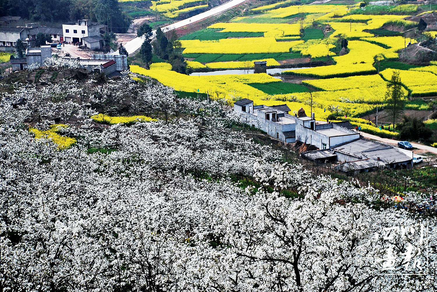 画卷天府百花迎春四川天府新区公园城市里的美丽花园