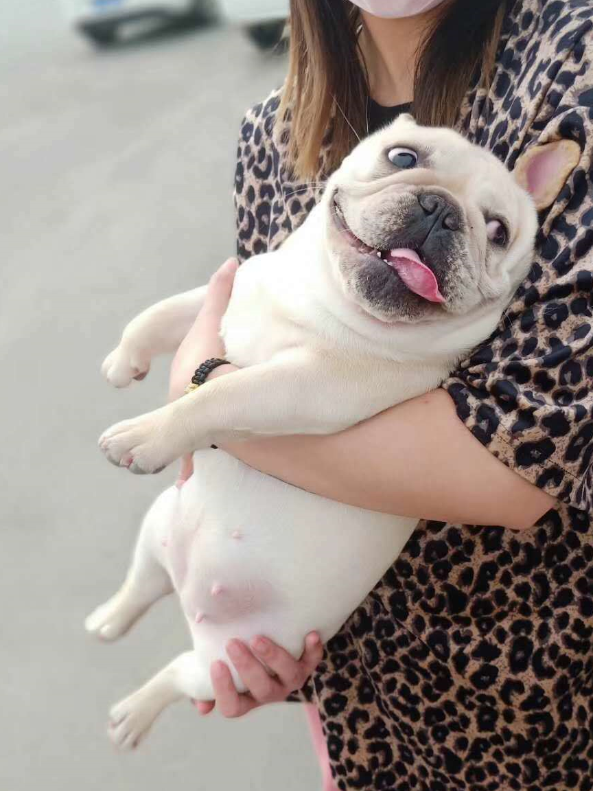 原创评估与保护一个也不能少带狗出游容易疏忽的六点事项