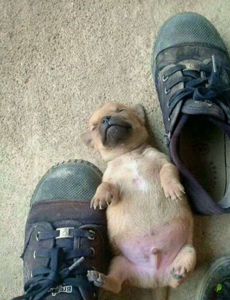 原创流浪小奶狗被丢在菜市场男孩捡回家后成功被它的举动给逗乐