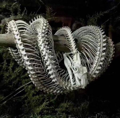 千年蛇妖化蛟飞升荒野为何不见蛇尸揭秘走蛟的传说