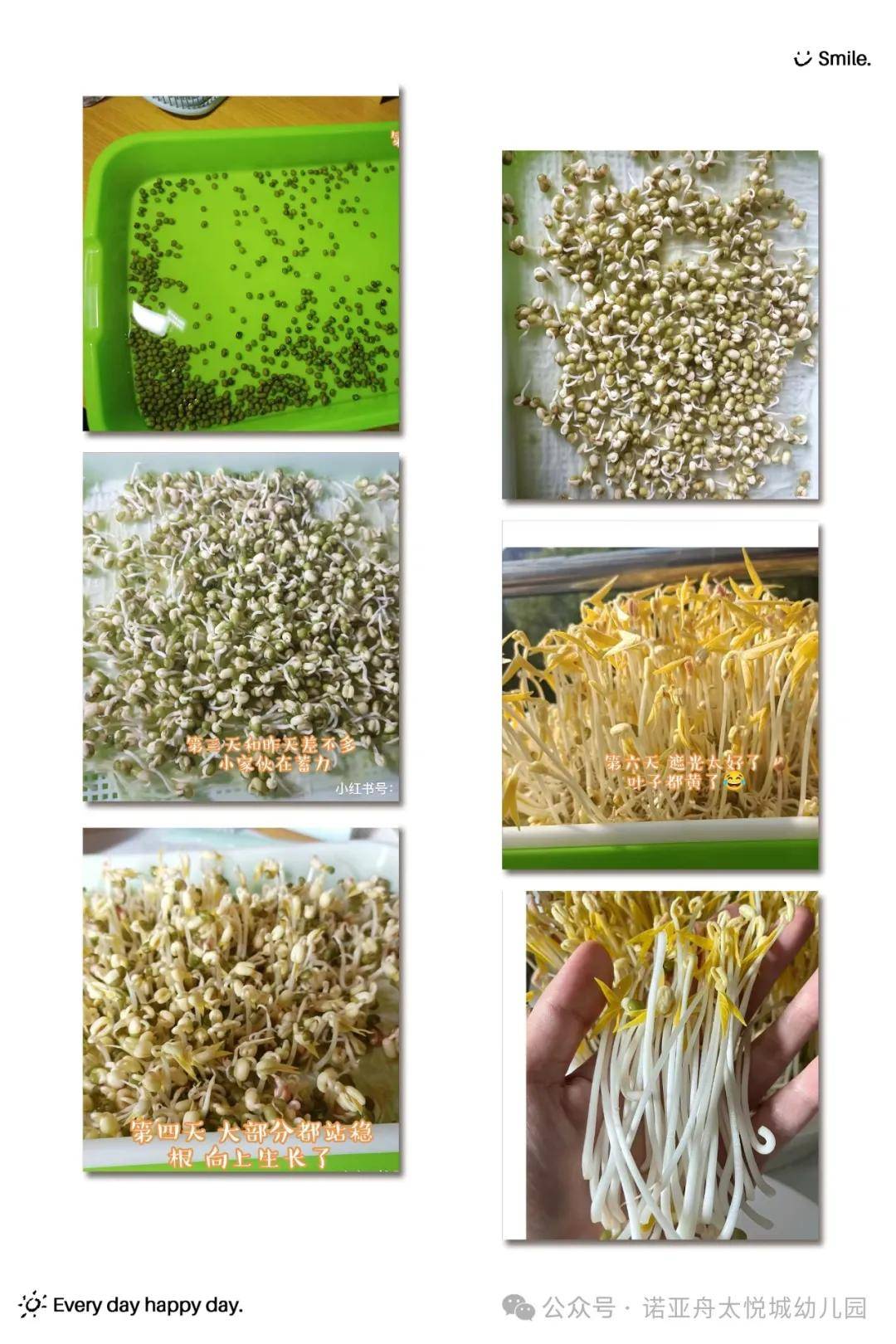 绿豆发芽全过程记录图片
