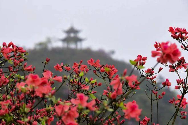 览胜赏杜鹃花，畅享云硒茶！4月20天觉5月5日，Poligny26项公益活动等您来(图7)