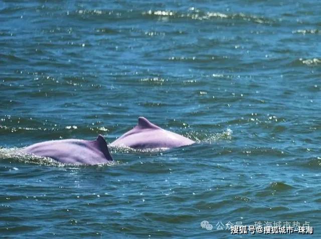 积葵,牛奶树,格树,野相思,白鹭,夜鸢,苍鹰,白头翁,野水鸭,中华白海豚