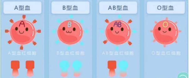 a型,b型,ab型,o型血的人,哪种血型身体更好?你是什么血型?