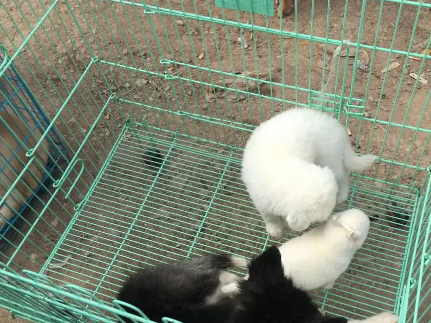 原创串种狗狗只要200元它们可不比纯种狗差甚至比之更健康