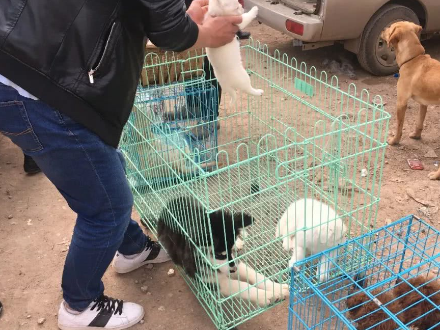 原创串种狗狗只要200元它们可不比纯种狗差甚至比之更健康