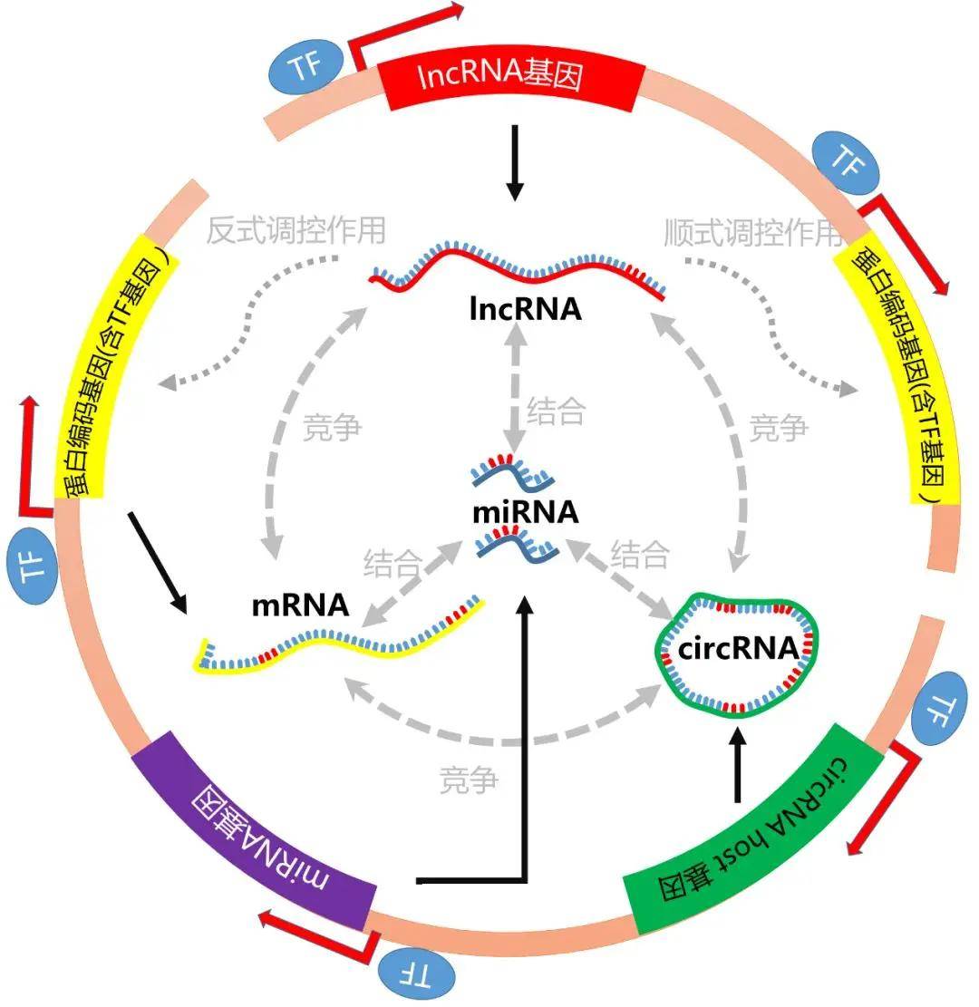 原核生物基因表达图片