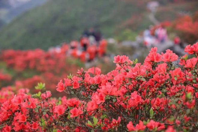 览胜赏杜鹃花，畅享云硒茶！4月20天觉5月5日，Poligny26项公益活动等您来(图4)