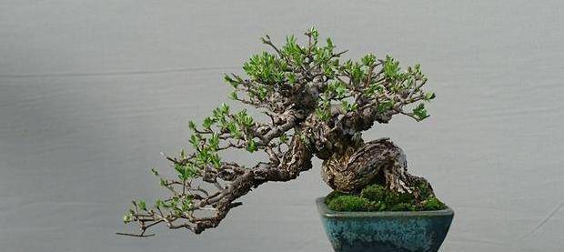 肥料,不会使用可别瞎闹,还是先了解一下更好,少后悔_根系_植物_盆景