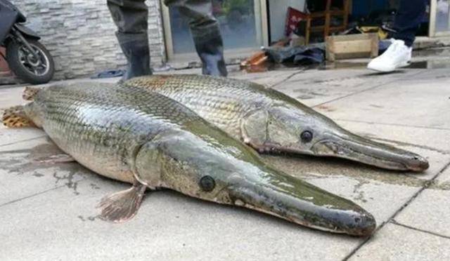 原创淡水杀手雀鳝体长1米多能生200多万鱼崽被我国视作危险