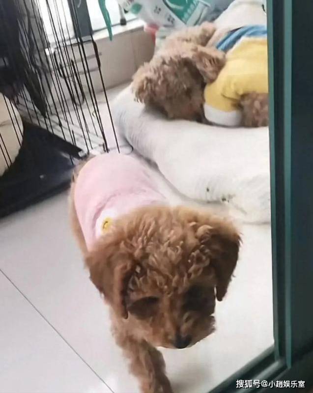 这个婆婆太疯狂只因婆媳关系不和谐婆婆将儿媳妇养的三只泰迪狗杀害