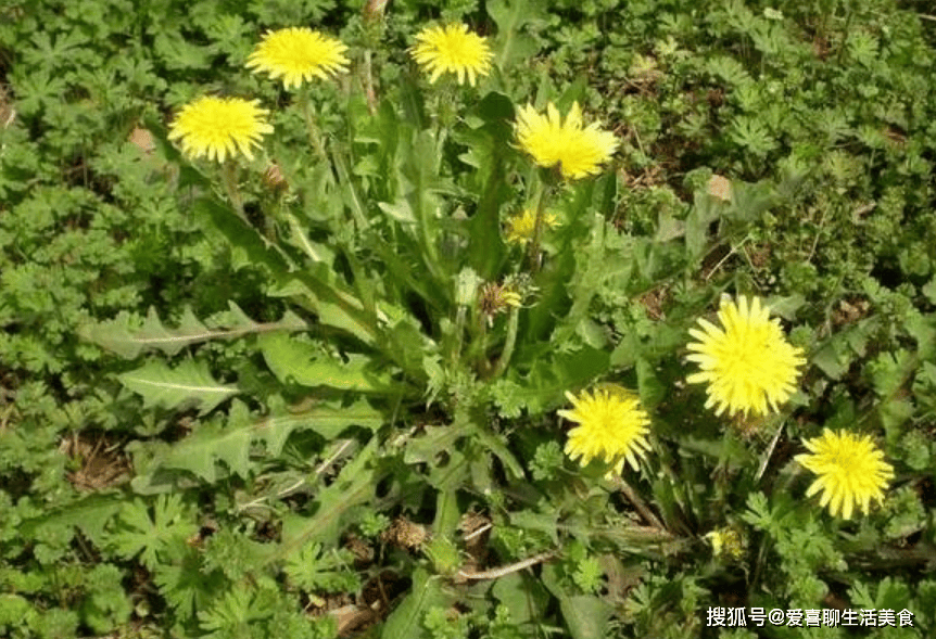 春末夏初,5种"自带青霉素"食物要多吃,增免疫强体质,现在正当季