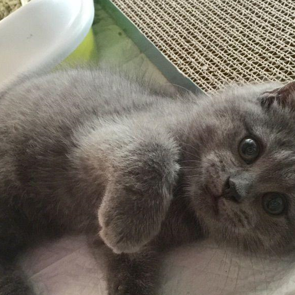 胖蓝猫盯着肉垂涎欲滴,主人说了句话,猫咪气得竖起耳朵