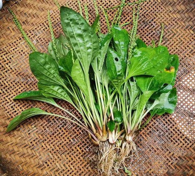 痛风的"灾星",竟是这么一棵小草!药效非凡,轻松赶走病痛!