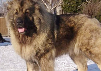最凶猛的狗排名,战神比特犬是你心目中的第一名吗?
