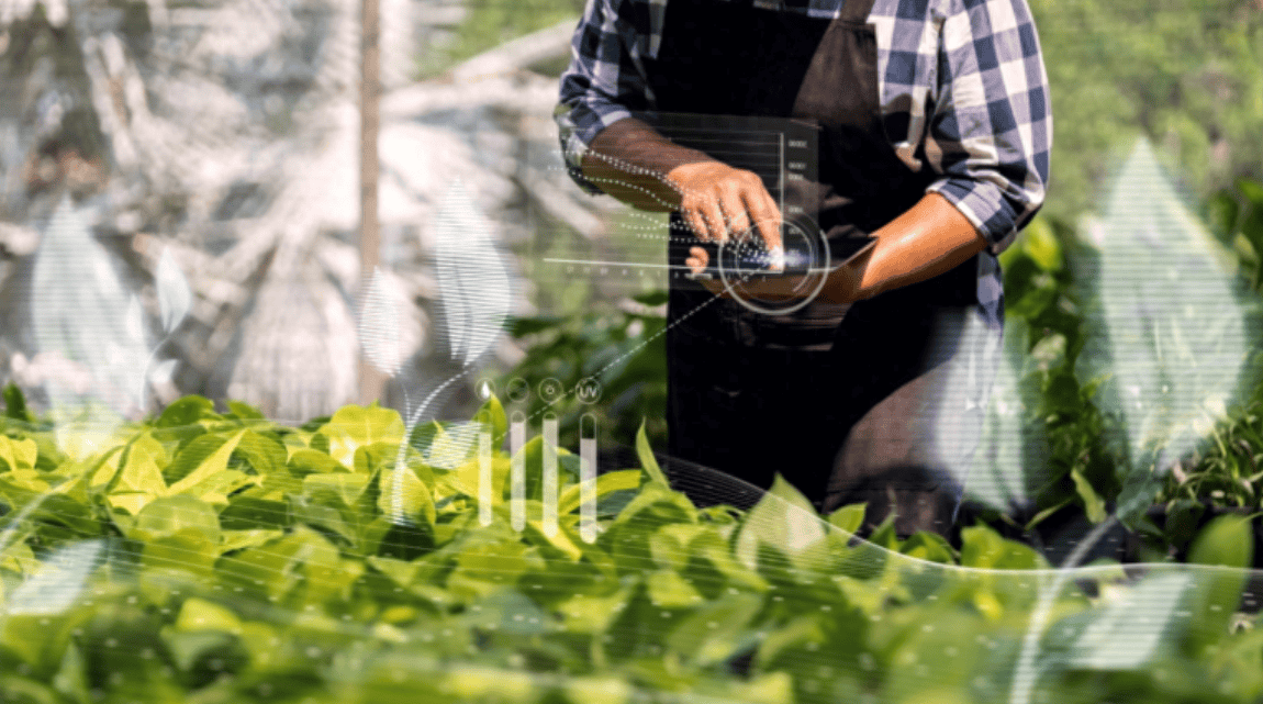 农业育种公司olsaro融资250万欧元以开发人工智能作物育种平台