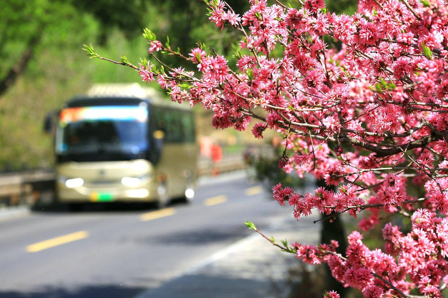 桃花峪里桃花红图片