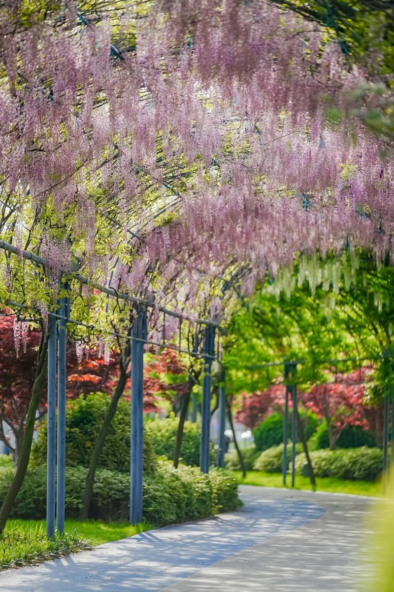 创新助燃新质生产力欧普照明启动2024紫藤花节暨企业开放周